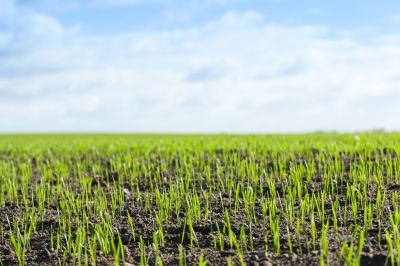 Lawn After Treatment